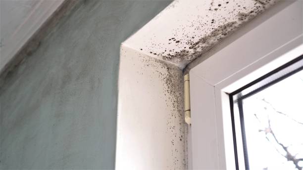 Water Damage Restoration in La Puebla, NM