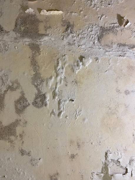 Best Commercial Mold Removal  in La Puebla, NM