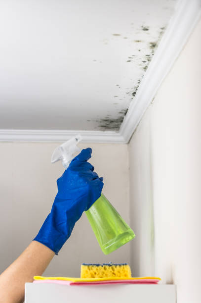 Best Mold Damage Repair  in La Puebla, NM